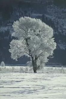 Images Dated 28th July 2005: Cottonwood tree covered in ice