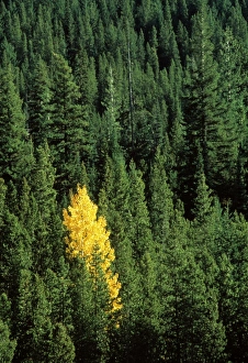 Images Dated 21st November 2002: Cottonwood tree in a mixed pine and fir forest