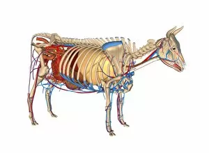 Cut Away Gallery: Cow anatomy, artwork