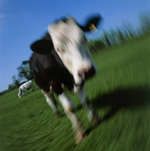 Cow suffering from mad cow disease (BSE) Cow suffering from mad cow disease (BSE)