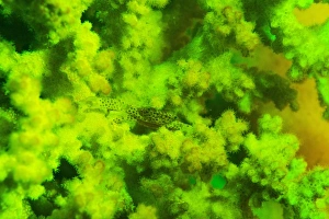 Crab and coral fluorescing underwater C018/9373 Crab and coral fluorescing underwater C018/9373