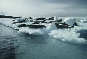 Images Dated 27th March 2003: Crabeater seals