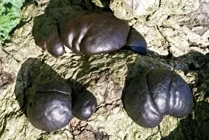 Saprophyte Gallery: Cramp balls fungi