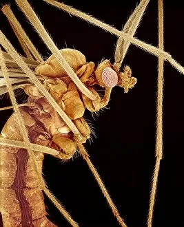 Images Dated 20th August 2002: Crane fly, SEM