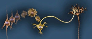 Differentiation Gallery: Creating new neural pathways, artwork
