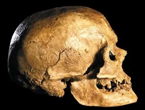Images Dated 4th October 2006: Cro-Magnon skull