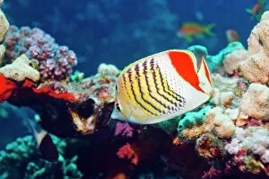 Images Dated 29th August 2007: Crown butterflyfish