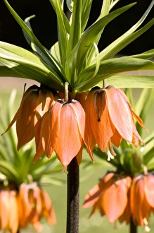 Crown imperial (Fritillaria imperialis) Crown imperial (Fritillaria imperialis)