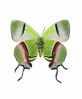 South American Gallery: Crowned hairstreak butterfly