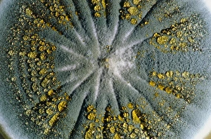 Culture of Penicillium chrysogenum fungus Culture of Penicillium chrysogenum fungus
