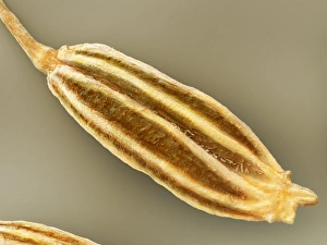Culinary Spice Images Prints: Cumin, SEM