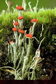 Algae Gallery: Cup lichen (Cladonia floerkeana)