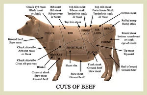 Computer Artwork Gallery: Cuts of beef