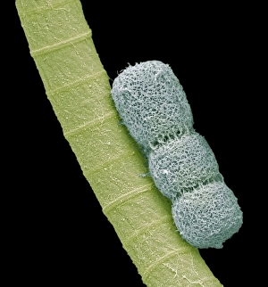 Cyanobacteria, SEM