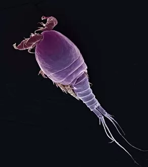 Images Dated 18th October 2002: Cyclops sp. copepod, SEM