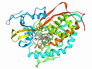 Biochemistry Gallery: Cytochrome P450 complex F006 / 9669
