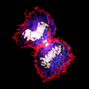 Fluorescence Micrograph Gallery: Cytokinesis