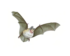 Daubentons Myotis Daubentons Myotis