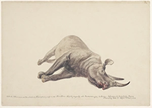 Dead black rhinoceros, artwork C016/5581 Dead black rhinoceros, artwork C016/5581