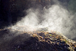 Prints of Decompositon. Water vapour rising from decaying organic matter on an active (hot) compost heap. This heat is a by-product of the breakdown of the organic matter by microbes living in the compost heap Images Dated 2006 August: Decomposition Print: Hot Compost Heap
