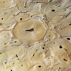Deer antler, SEM Deer antler, SEM