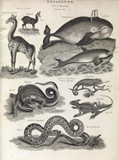 Defunct Linnaean taxonomy, 1823 C017/8071 Defunct Linnaean taxonomy, 1823 C017/8071