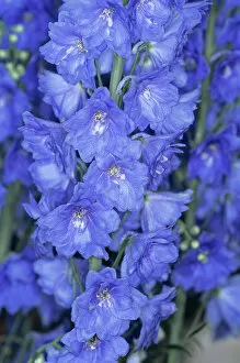 Images Dated 10th November 2004: Delphinium flowers