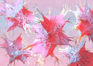 Dendritic cells, artwork
