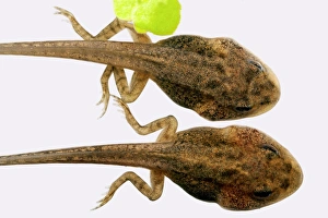 Tadpole Development Prints: Developing tadpoles