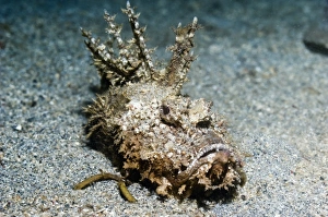 Devilfish on sand Devilfish on sand