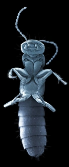 Devils coach horse beetle, SEM Devils coach horse beetle, SEM