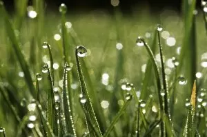 Sun Lit Gallery: Dew drops on grass