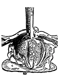 Diagram of heart and vessels by Dryander, 1537 Diagram of heart and vessels by Dryander, 1537