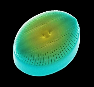 Images Dated 21st November 2002: Diatom alga, SEM