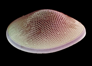 Images Dated 21st November 2002: Diatom alga, SEM