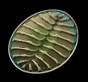 Images Dated 19th November 2002: Diatom alga, SEM