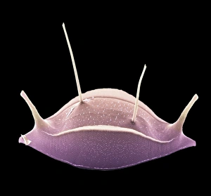 Images Dated 21st November 2002: Diatom alga, SEM