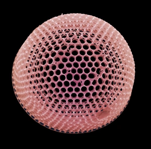 Images Dated 21st November 2002: Diatom alga, SEM