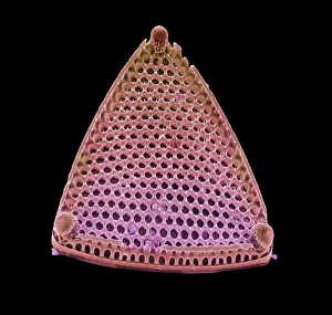 Images Dated 21st November 2002: Diatom alga, SEM