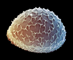 Images Dated 21st November 2002: Diatom alga, SEM