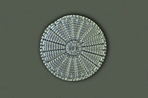 Diatom Cell Wall, Light Micrograph Print
