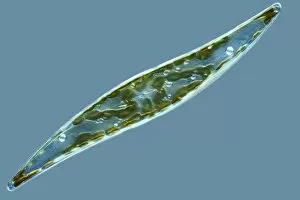 Phytoplankton Collection: Diatom, light micrograph C014 / 4673
