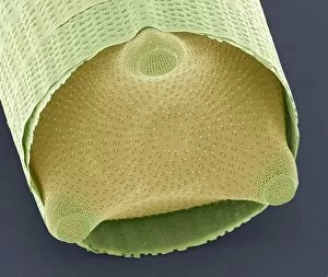 Diatom shell, SEM
