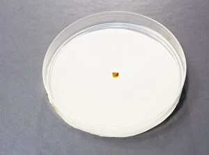 Images Dated 27th August 2004: Diffusion in agar