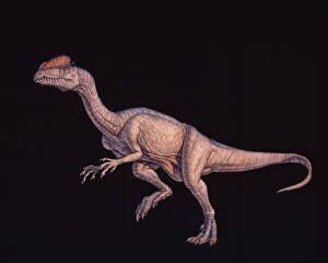Images Dated 14th January 2003: Dilophosaurus dinosaur