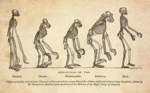 Print of 1863 Huxley primate skeletons, an age-toned ordered series