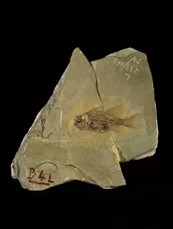 Images Dated 16th December 2013: Dipteronotus fish fossil C018 / 9404