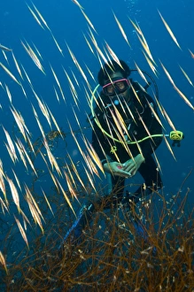 Diver amongst a school of shrimpfish Diver amongst a school of shrimpfish