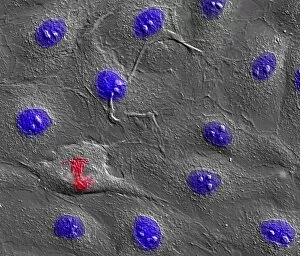 Images Dated 17th March 2004: Dividing cell