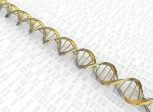 DNA Double Helix with Autoradiograph